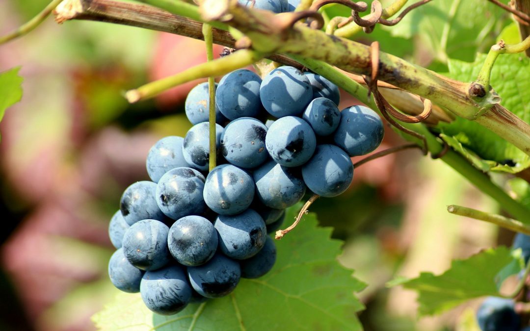 Innovazione nella coltivazione della vigna: le prove sperimentali di Veneto Agricoltura per la riduzione dei fitofarmaci