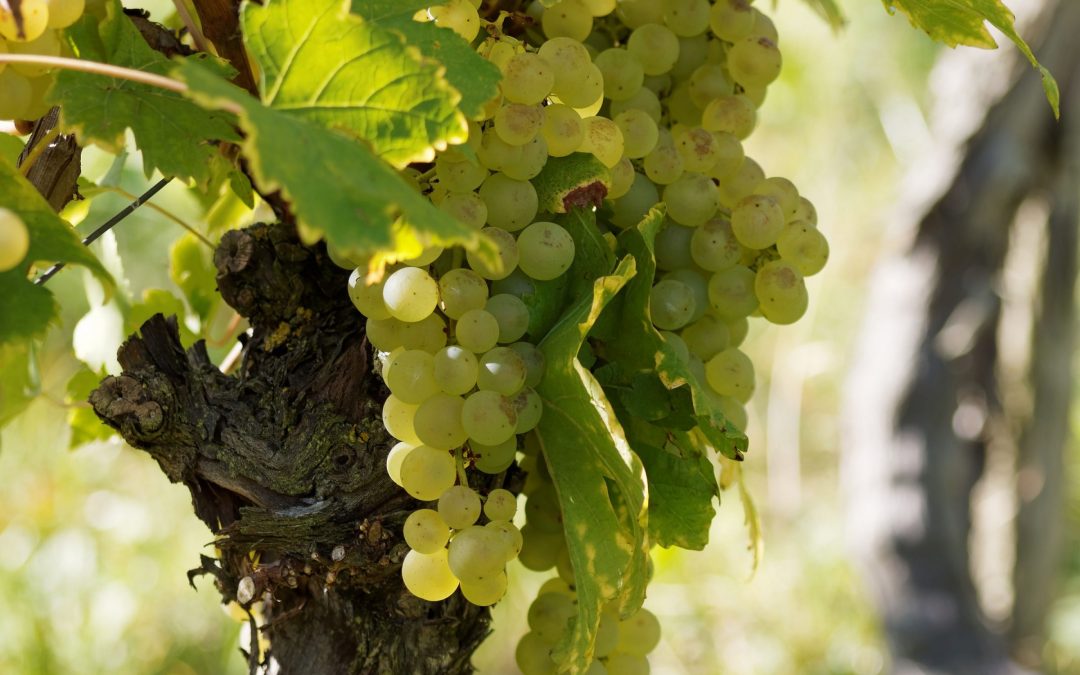 Dai viticoltori padovani metodologie d’irrigazione all’avanguardia e in grado di risparmiare e preservare la risorsa idrica