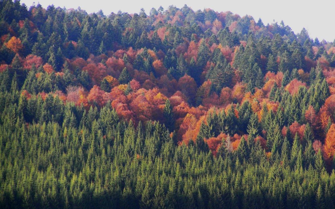 Nutrito il programma proposto da Veneto Agricoltura al Festival delle Foreste che si terrà il prossimo fine settimana
