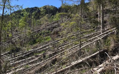 Dopo la Tempesta Vaia la foresta demaniale di Malgonera a Taibon Agordino è diventata un laboratorio a cielo aperto