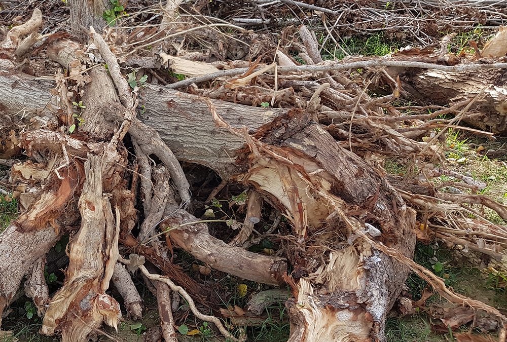 Ambiente Informa segnala un convegno on line venerdì e sabato prossimi su aree fragili ed eventi atmosferici