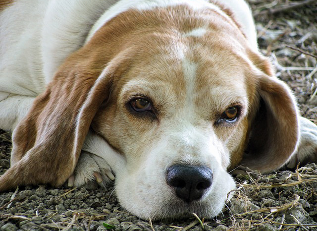 Amia e il Gruppo Cinofilo Verona proseguono la collaborazione contro l’abbandono  delle deiezioni canine