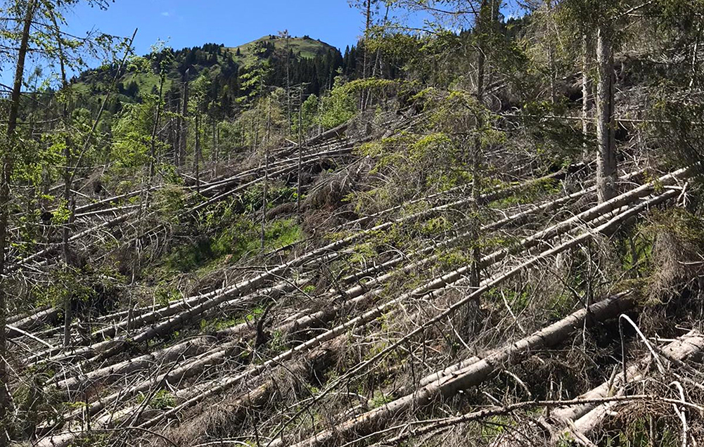 A due anni dai tragici eventi della Tempesta Vaia presentato il bilancio degli importanti interventi di ricostruzione