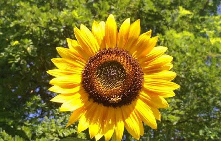 Veneto Agricoltura capofila di un progetto italiano-sloveno per migliorare la biodiversità monitorando le api