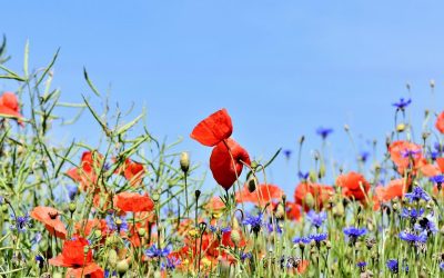 Il progetto europeo LIFE Biodiversità PollinAction per salvaguardare gli insetti impollinatori e la biodiversità