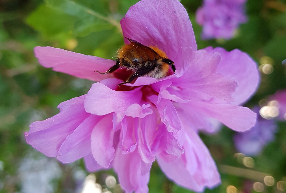 E’ stato diffuso un nuovo numero della newsletter Ambiente Informa. E’ disponibile anche on line