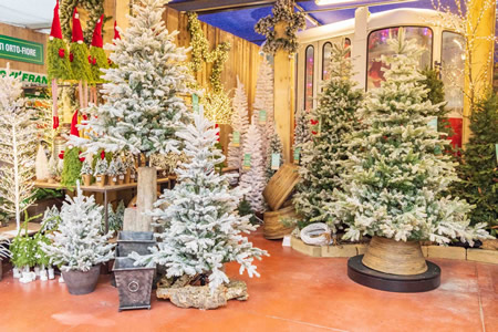 Amia Verona ripropone anche quest’anno l’albero di natale naturale, non sintetico, rispettoso dell’ambiente