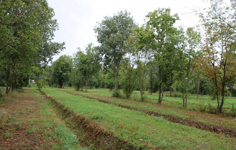 Con Veneto Agricoltura entrano in azione le colture agroforestali per valutare l’impatto ambientale dei PFAS