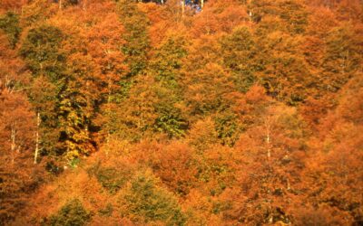 Domani focus conclusivo di “BIOΔ4”, il progetto europeo per la biodiversità e i servizi delle foreste della Alpi