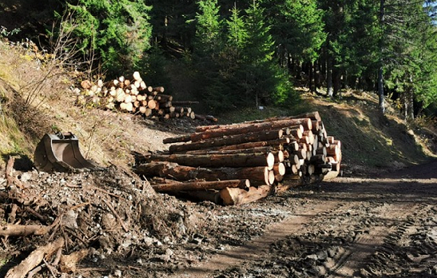 Su Agricoltura Veneta la presentazione di domani delle attività degli ultimi due anni nella Foresta del Cansiglio