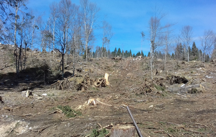 Rimboschimenti di Veneto Agricoltura a Pian Rosada, area che fu particolarmente colpita dalla Tempesta Vaia