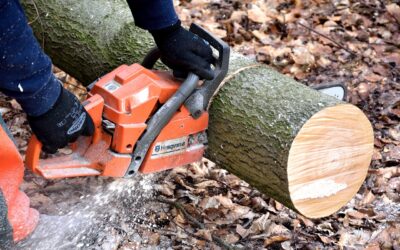 Newsletter Agricoltura Veneta: il progetto europeo FOREST per la formazione degli operatori forestali