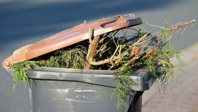 La raccolta del verde nell’area di Dolo Nord sarà effettuata da Veritas solamente nella giornata di giovedì 27 dicembre