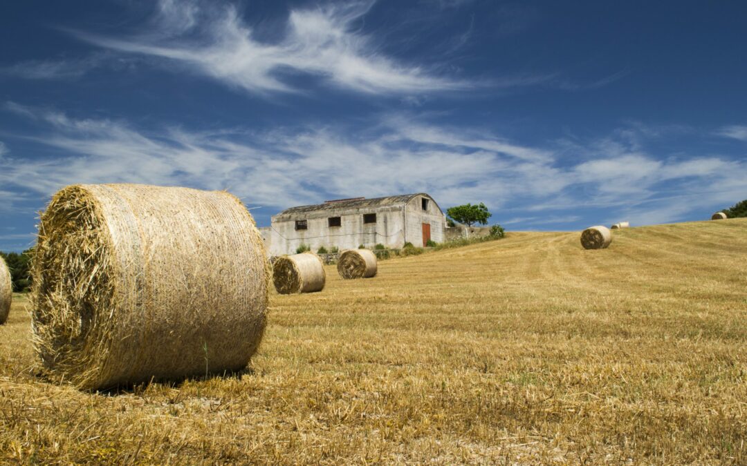 Crisi pandemica, spiragli per l’agroalimentare veneto. Presentate le prime valutazioni sull’andamento del comparto