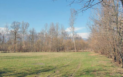 Veneto Agricoltura annuncia che riprende il progetto LIFE di recupero e riqualificazione di Palù del Piave