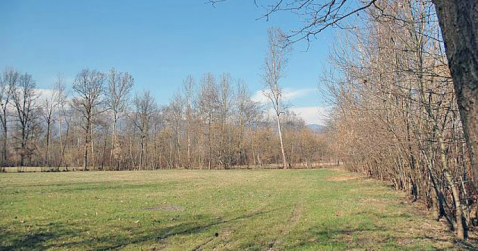 Veneto Agricoltura annuncia che riprende il progetto LIFE di recupero e riqualificazione di Palù del Piave