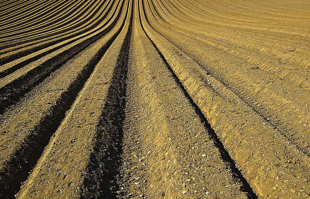 6,4 miliardi di euro (+4,1% sul 2020), tanto vale l’agricoltura veneta nel 2021 che neppure il Covid ha fermato