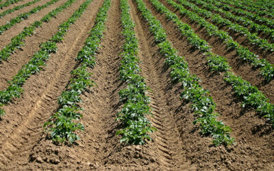Veneto Agricoltura ha diffuso un nuovo numero della newsletter. Come sempre è pubblicato anche on line