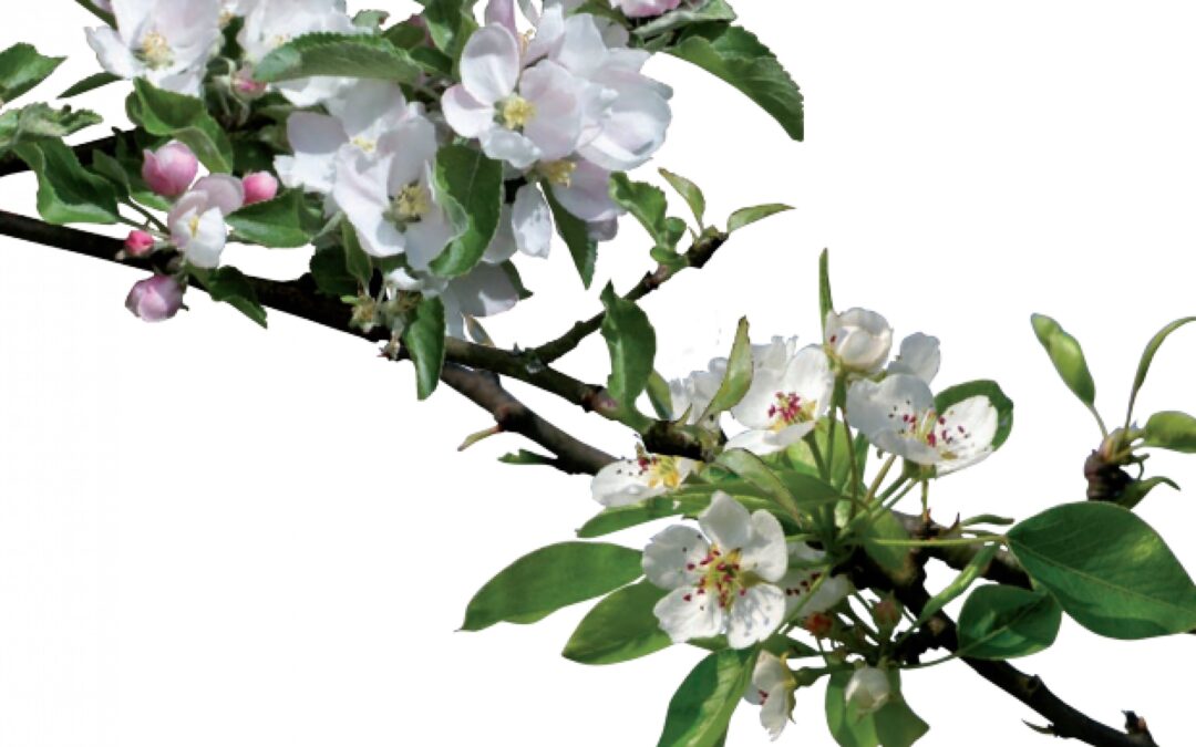 A Ceregnano, con il programma BIONET, l’azienda Sasse Rami sempre più scrigno della biodiversità fruttiera