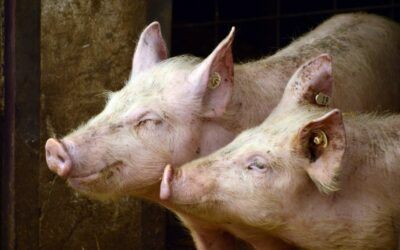 Veneto Agricoltura segnala che continua a diminuire il consumo di carni rosse, mentre tiene il settore avicolo