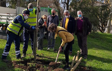 Piantumato un nuovo platano ai giardini Lombroso di Verona: si aggiunge alle 400 piante messe a dimora da AMIA