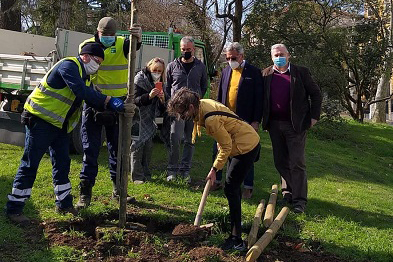 Piantumato un nuovo platano ai giardini Lombroso di Verona: si aggiunge alle 400 piante messe a dimora da AMIA