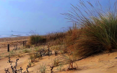 Giovedì la Giornata della Terra: a ValleVecchia di Caorle si punta a ripristinare e salvaguardare gli habitat dunali