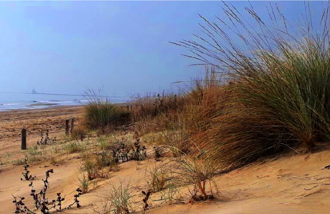 Giovedì la Giornata della Terra: a ValleVecchia di Caorle si punta a ripristinare e salvaguardare gli habitat dunali