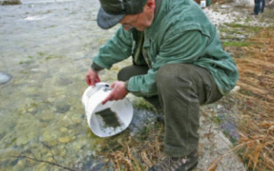 Nel vicentino e nel veronese riprendono i ripopolamenti ittici dei corsi d’acqua  coordinati da Veneto Agricoltura