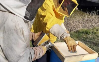 La salvaguardia delle api con le arnie elettroniche innovative di Veneto Agricoltura a Vallevecchia di Caorle