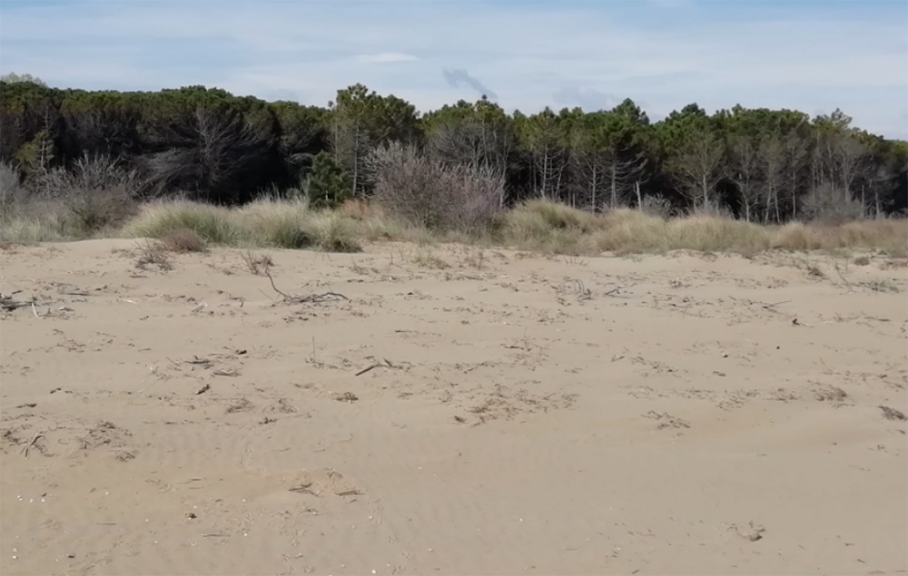 Sui litorali si stanno mettendo a dimora 150 mila piante prodotte a Montecchio Precalcino da Veneto Agricoltura