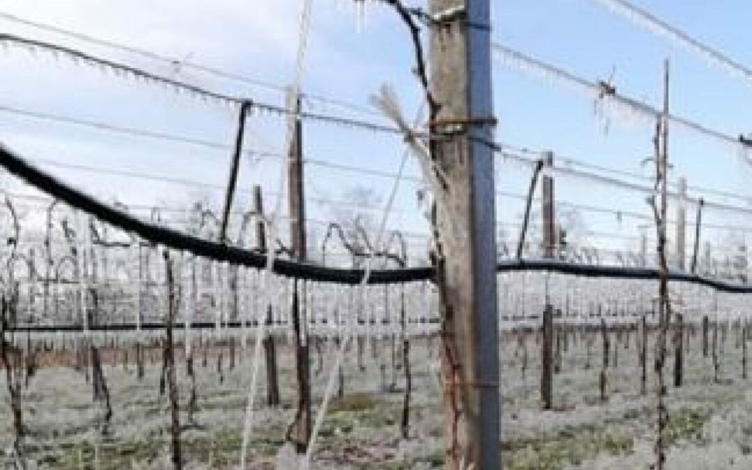 In Veneto le gelate tardive hanno causato danni a kiwi, peschi, meli, ciliegie, susine e in parte anche alle viti