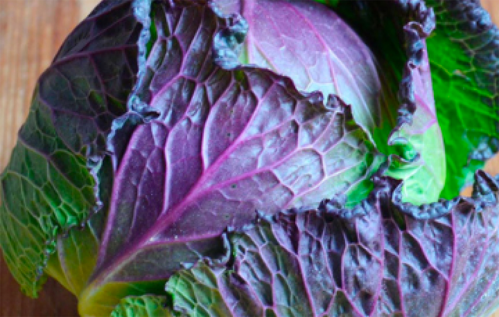 La Verza Moretta di Veronella è il tesoro nascosto dei comuni scaligeri di Veronella e Cologna veneta