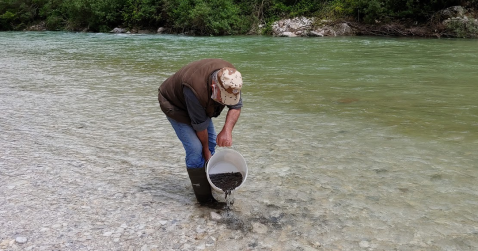 Sabato prossimo il ripopolamento dei corsi d’acqua del feltrino, dell’area di Belluno, di Longarone e Calalzo