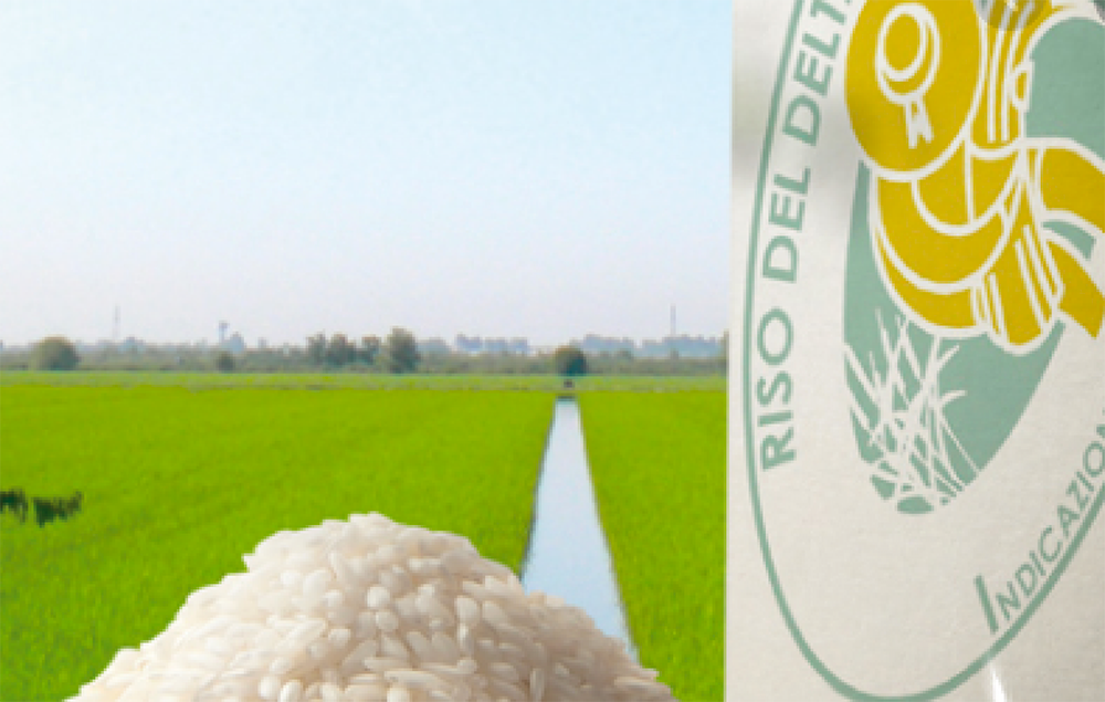 Riso Delta del Po IGP: una crescita inarrestabile che ha registrato un aumento del 700 per cento in soli quattro anni