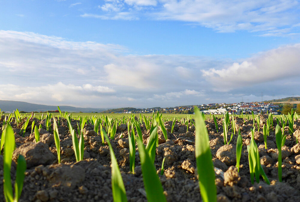 Il Programma di Sviluppo Rurale del Veneto ha pubblicato gli stanziamenti indicati nel PNRR per il settore primario