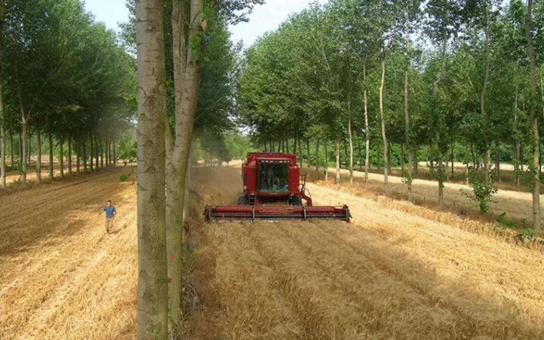 Sostenibilità e coesistenza tra le colture agricole, arboree e zootecnia? Ci sono Euragraf e Agroforestry 2021