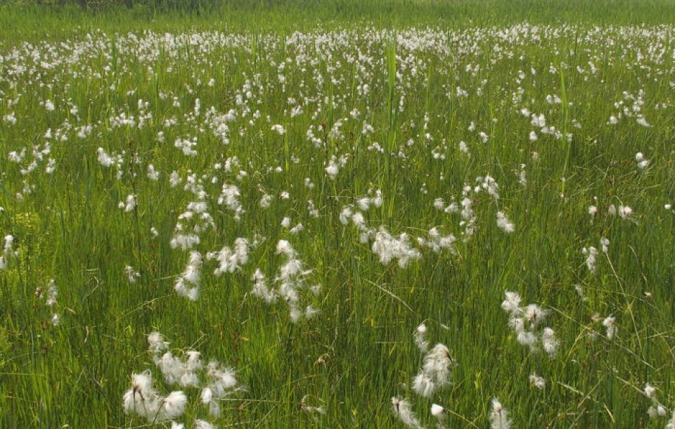 Il Parco della Pace a Vicenza  si fa più bello e umido grazie a una serie di interventi di Veneto Agricoltura