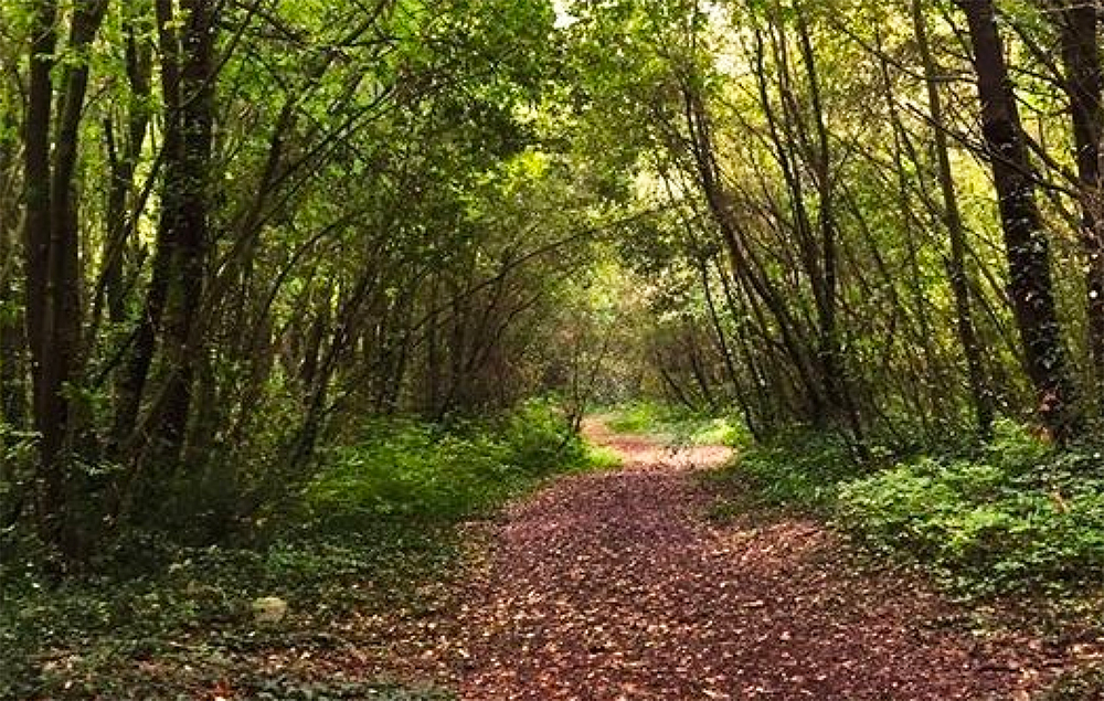 Dai monti al mare: un fine settimana di opportunità con le iniziative dell’agenzia regionale Veneto Agricoltura