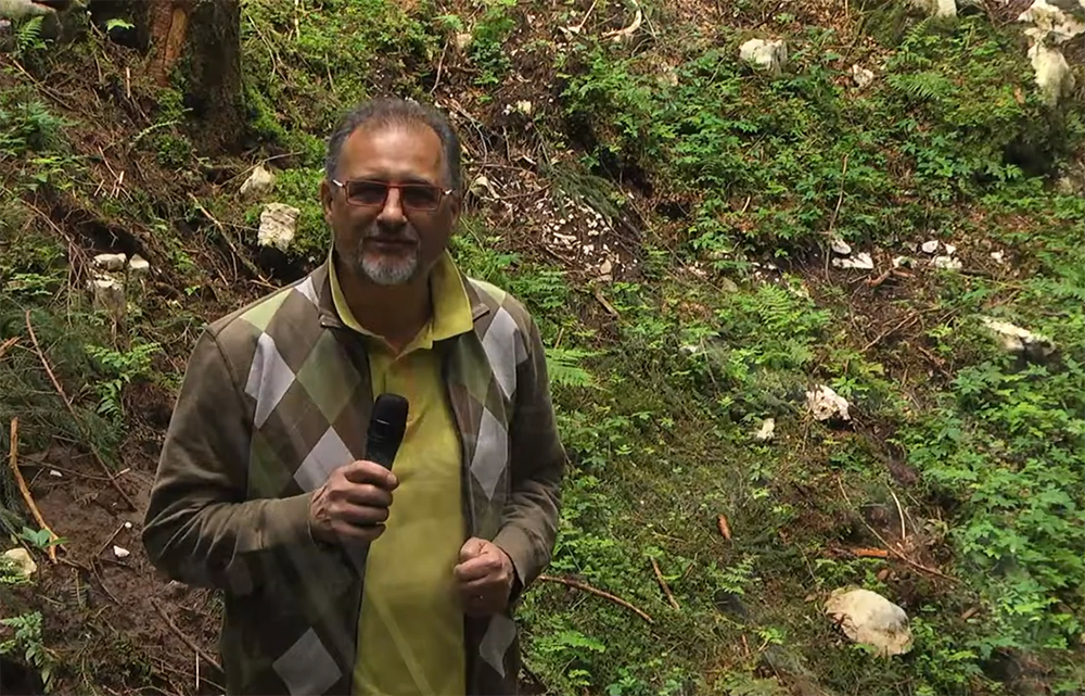 Le faggete del Cansiglio si tingono di verde: è arrivato l’effetto “pasciona” e stanno germinando i milioni di semi