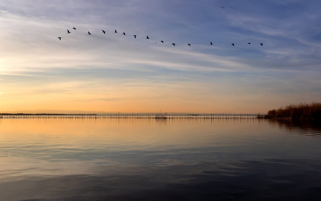 Pubblicato il rapporto ARPAV “Monitoraggio ambientale delle lagune del Delta del Po” con i rilievi effettuati nel 2020