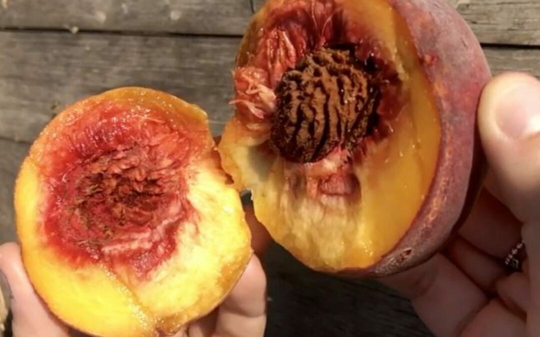 Nel 2020 Veneto al top nel vitivinicolo e bene la frutta con un più 23,6 per cento e un valore di quasi 300 milioni di euro