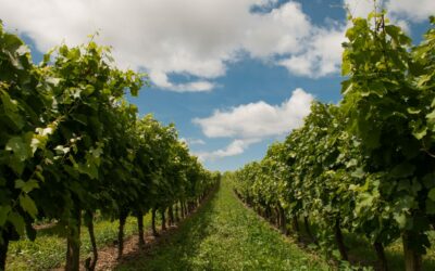 Il primo focus del “Trittico Vitivinicolo” dell’agenzia Veneto Agricoltura si svolgerà on line nella mattinata di domani