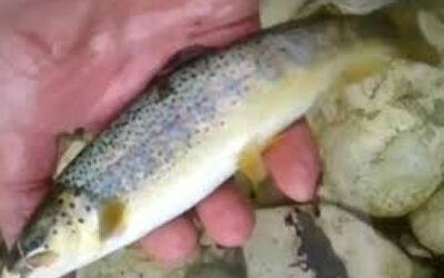Saranno immessi quasi 90 mila piccoli esemplari di trote fario nella giornata di domani nel bacino dell’Agno-Chiampo