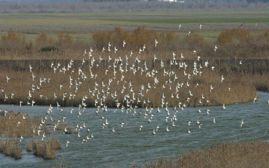 ValleVecchia di Caorle: con la nuova stagione estiva la spiaggia e la pineta sono più ricche di servizi per i visitatori