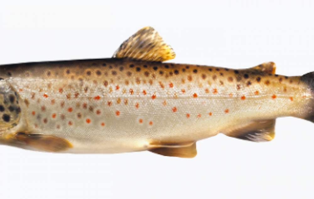 Domani saranno immessi in alcuni corsi d’acqua della provincia di Padova 60 mila esemplari di trota fario sterile