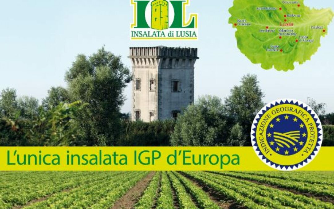 Il focus di Veneto Agricoltura fa tappa in Polesine con l’insalata di Lusia, unica lattuga europea con il marchio IGP