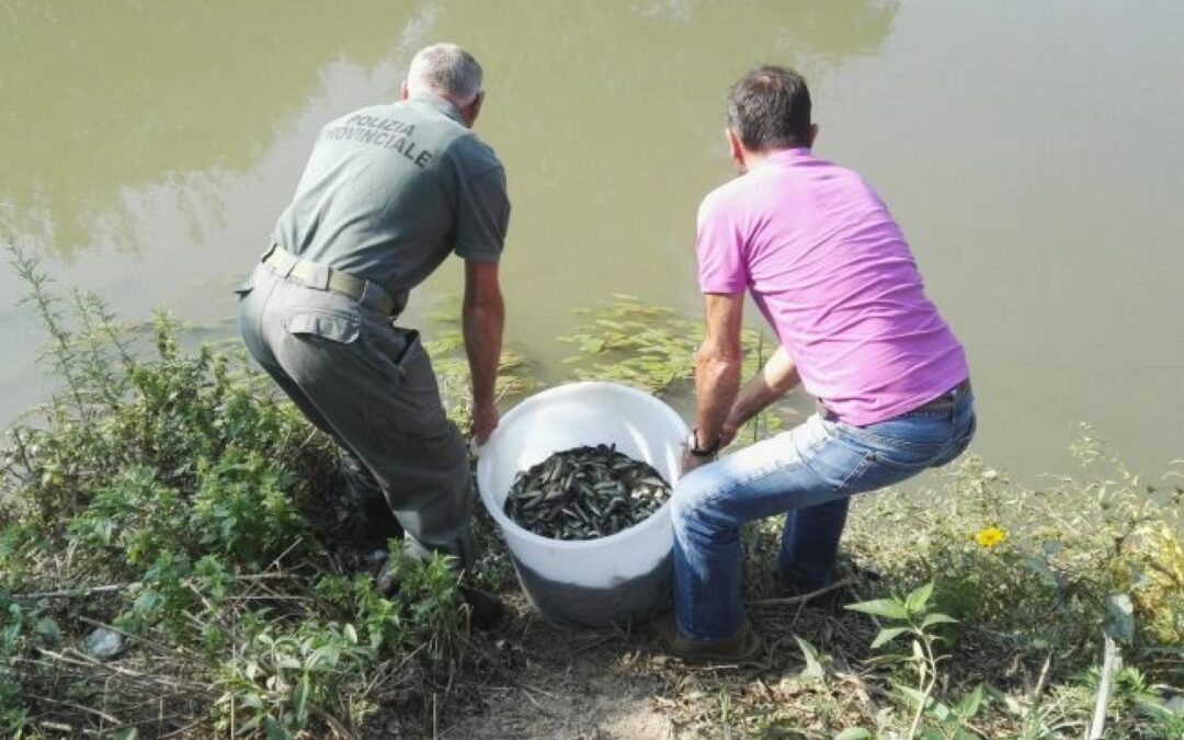 Riprendono le operazioni di semina coordinate da Veneto Agricoltura: 106 mila trote fario nel Bacino Astico-Leogra