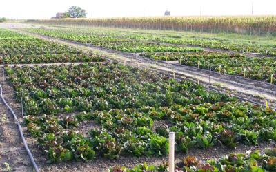 Tutto pronto al Centro Po di Tramontana a Rosolina per le giornate dedicate all’irrigazione di precisione in orticoltura