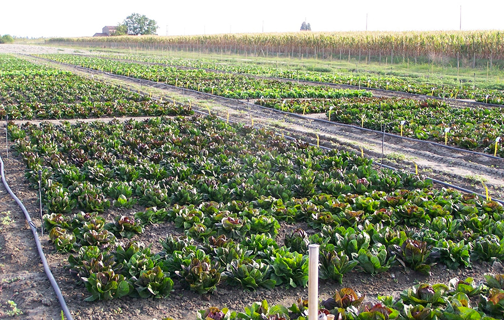 Tutto pronto al Centro Po di Tramontana a Rosolina per le giornate dedicate all’irrigazione di precisione in orticoltura